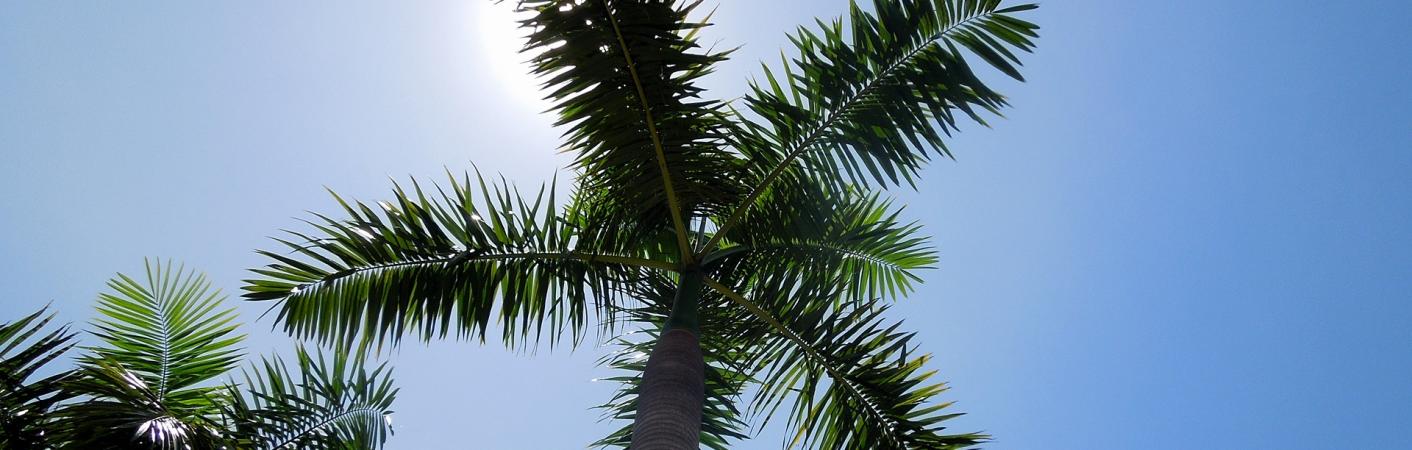 Palme